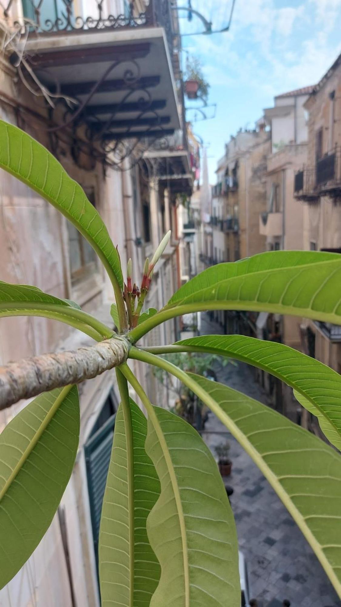 Apartamento A Casa Di Elena *